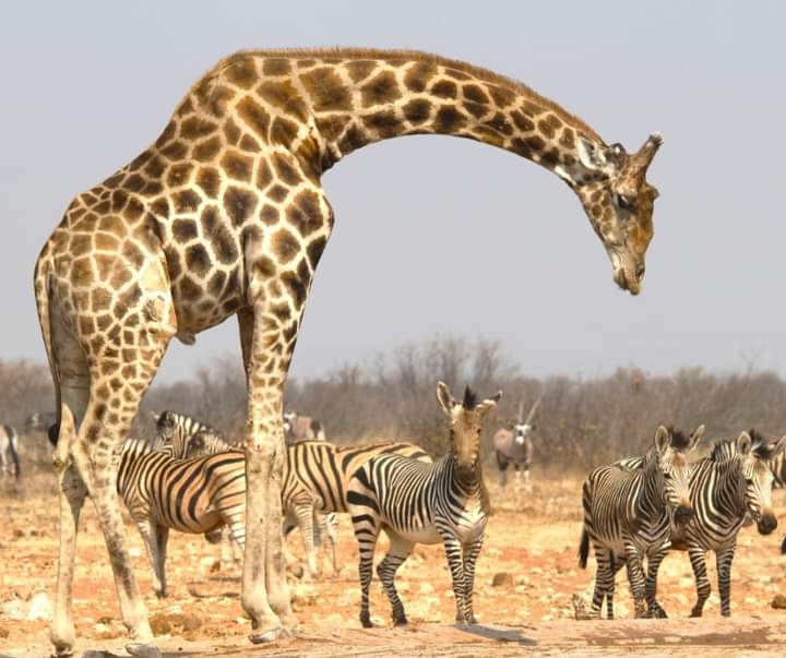 Giraffe and zebra in Etosha